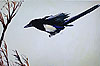 Bild 06 vergrern