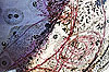 Bild 06 vergrern